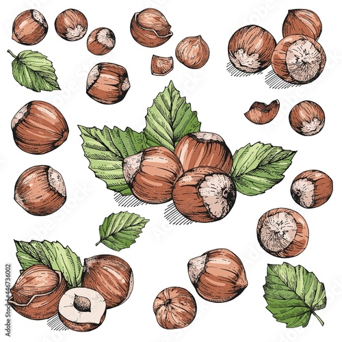 Vector collection with hazelnuts. Hand-drawn color sketches with nuts on a white background. Vintage style engraving