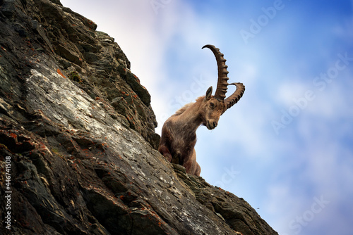 Ibex portrait. Switzerland wildlife. Ibex, Capra ibex, horned alpine animal, close-up detail portrait, animal in the stone nature habitat, Alps. Blue sky, wildlife nature.