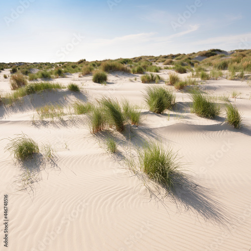 dutch wadden islands have many deserted sand dunes uinder blue summer sky in the netherlands