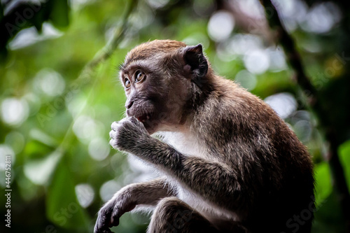 Monkey in Malaysia