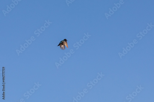 One male of palestine sunbird hovered in the air