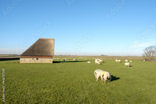 Texel, Noord-Holland province, The Netherlands