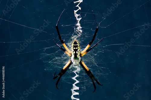 Black and yellow garden spider in zig zag web against a dark background