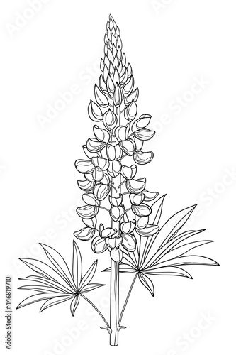 Stem with outline Lupine or Bluebonnet flower bunch with bud and leaf in black isolated on white background.