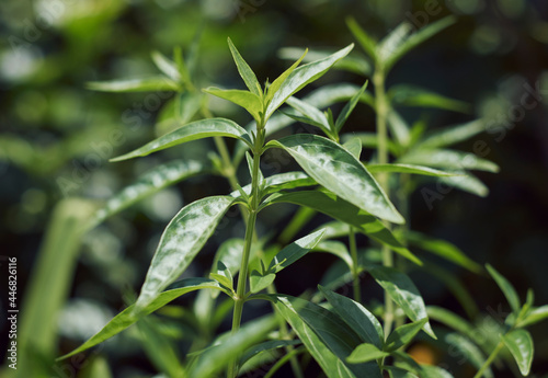 Closeup of Indian medicinal plant chirata / creat or green chiretta, popularly known as Kalmegh in Bengali language and is being used as medicinal plant from age old days in Indian subcontinent