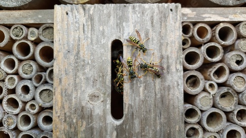 guêpes rentrant dans leur nid logé dans un hôtel à insectes