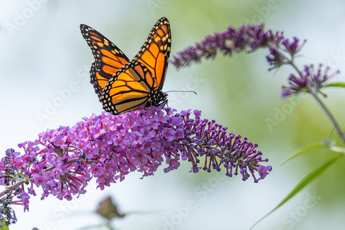 Orange monarch butterfly perched on purple flowers of butterfly bush in garden
