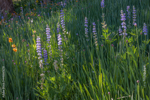 Wildflowers in meadow, Ansel Adams Wilderness, California, USA