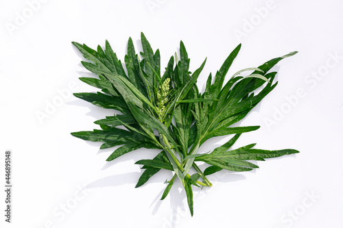 A sprig of medicinal wormwood on a white background. A sprig of common wormwood. Artemísia vulgáris.Treats pneumonia, even coronavirus, for fumigation of premises for the purpose of disinfection