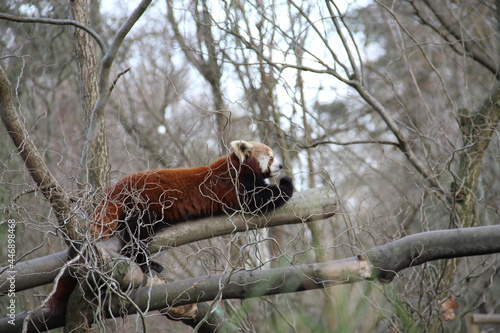 Zwierzęta żyjące w ZOO 