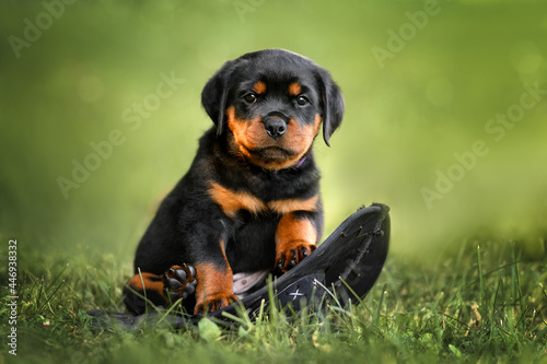 funny rottweiler puppy sitting on a hat outdoors in summer