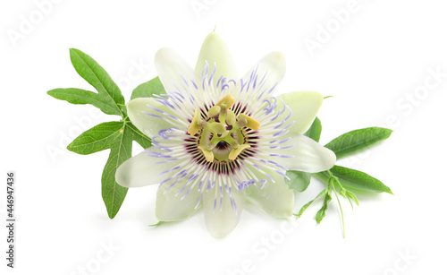 Beautiful blossom of Passiflora plant (passion fruit) with green leaves on white background