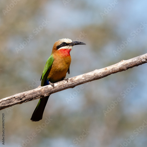 One white-fronted bee-eater perched on a branch