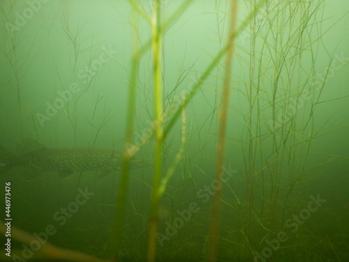 northern pike esox lucius freshwater fish in macrophytes aquatic vegetation
