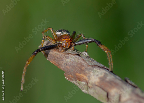 Xysticus lanio – Bokochód boczeń