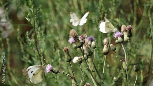 Bielinek kapustnik (Pieris brassicae) – gatunek motyla z rodziny bielinkowatych