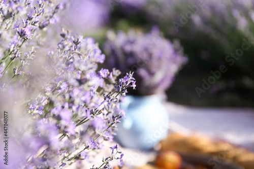 Beautiful blooming lavender plant on summer day