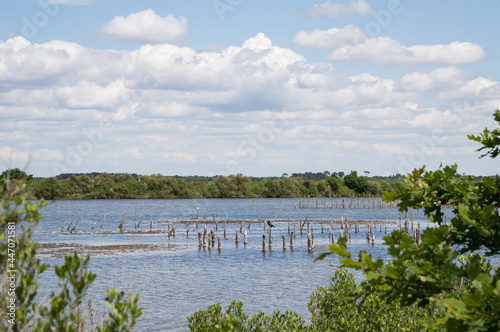 Réserve ornithologique du Teich dans le Bassin d'Arcachon