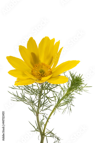 Adonis vernalis isolated