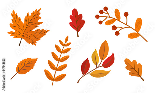 Set with fall leaves isolated on white background. Can be used for decoration of seasonal holiday cards.