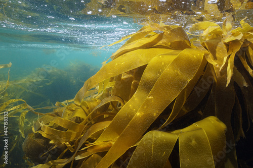 Laminaria kelp brown algae seaweeds underwater in the ocean, Atlantic, Spain, Galicia