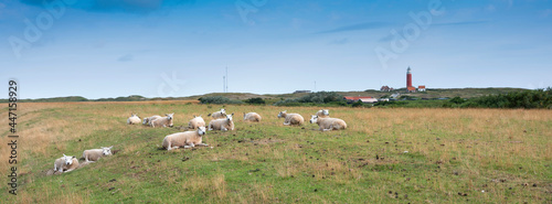 sheep in grass on dike near de cocksdorp and lighthouse on dutch island of texel in the netherlands
