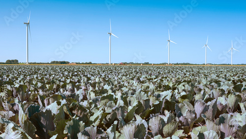 field with red cabbage and wind turbines in wieringermeer in the netherlands