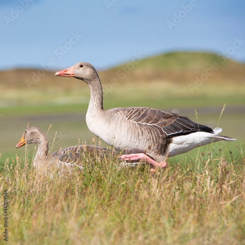 grey geese in summer grass on the island of texel in the netherlands