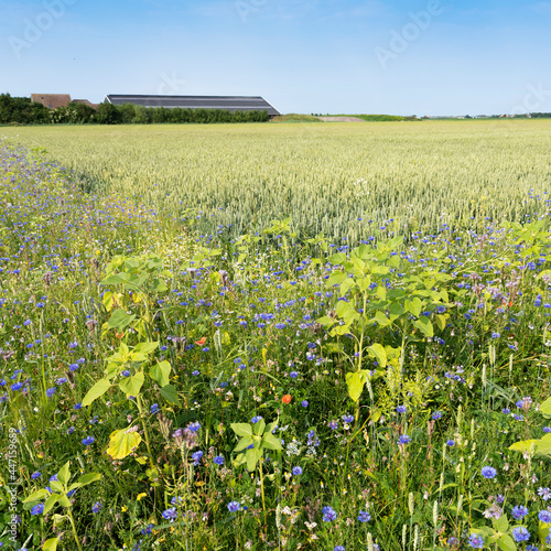 corn field and summer flowers under blue sky on the dutch island of texel under blue summer sky