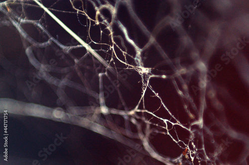 Cobweb Spider Web. 