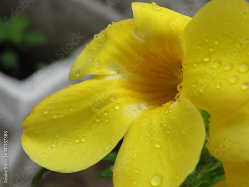 Yellow rain flower from domestic garden!