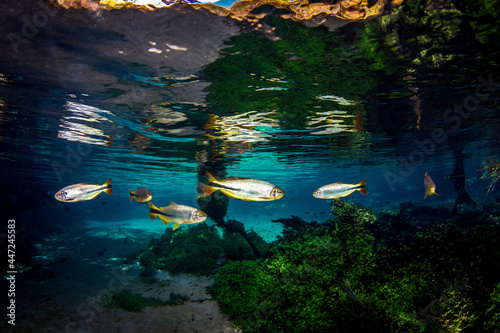 Scenic view of fish swimming in the water in Bonito, Mato Grosso do Sul, Brazil