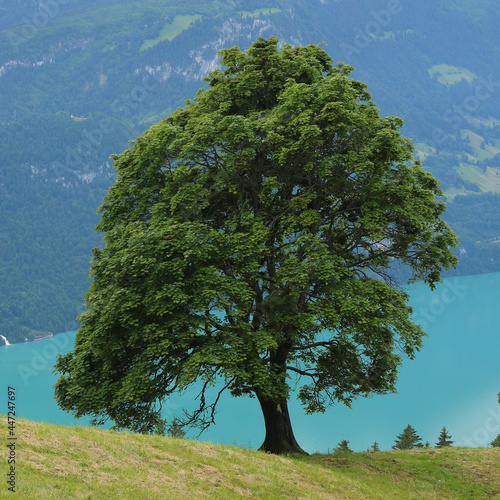 Old sycamore maple tree growing above Lake Brienzersee.