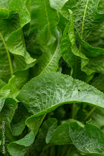 Horseradish Armoracia rusticana green leaves plant in summer garden