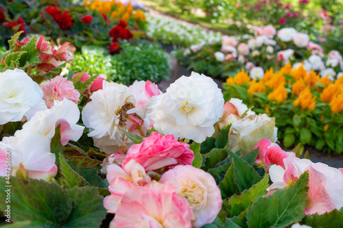 Flowers of tuberous begonias, Begonia tuberhybrida in summer garden