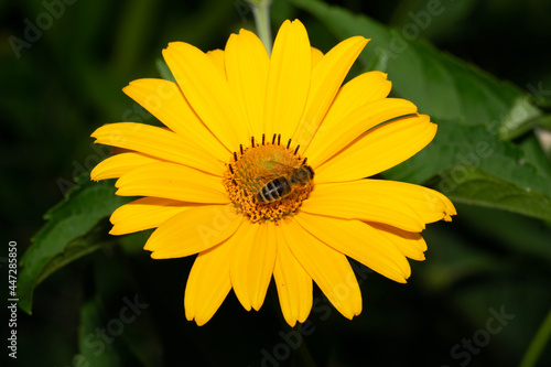 Pszczoła na żółtym kwiatku