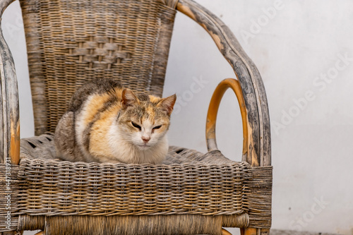 One domestic Aegean cat sitting on wicker armchair at Paros island, Naoussa village Cyclades Greece.