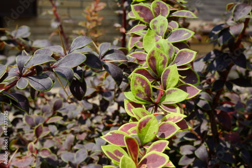 macro berberys thunberga purple leaves with green outlines, selective focus, shallow DOF