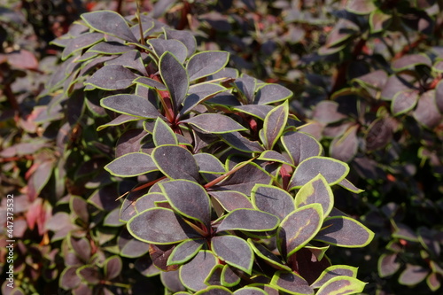 macro berberys thunberga purple leaves with green outlines 