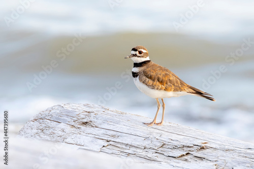 killdeer shorebird bird