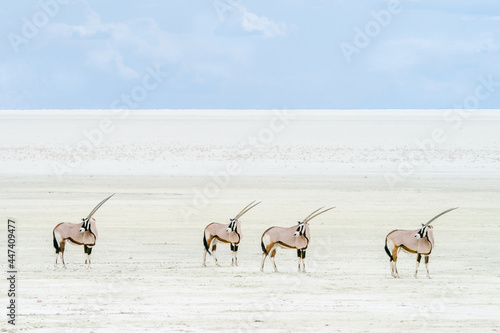 four oryx looking back on a salt pan