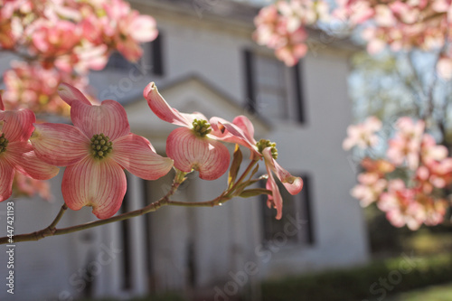 Pink Dogwood with Southen Mansion in Background Cornus florida