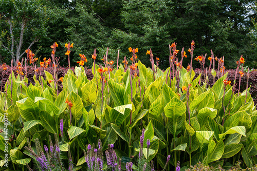 Beautiful variegated canna that blooms in summer.