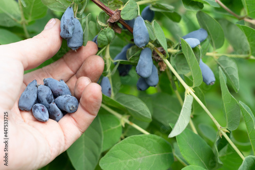 Harvesting berries. Blue honeysuckle is an early berry with an extremely high concentration of anthocyanins and flavonoid pigments. .