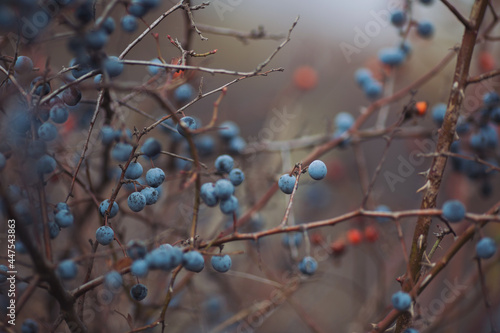 Sloe berries and Red rosehip berries on the branches. Romantic autumn still life with blackthorn or sloes. Wrinkled berries of blackthorn on a bush on late Fall