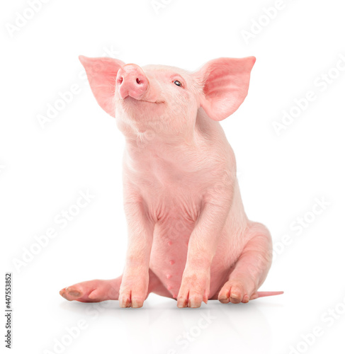 Happy young pig isolated on white background. Funny animals emotions.