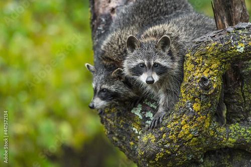 Raccoons (Procyon lotor) Sit Together in Tree Autumn
