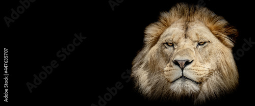 Template of a lion with a black background