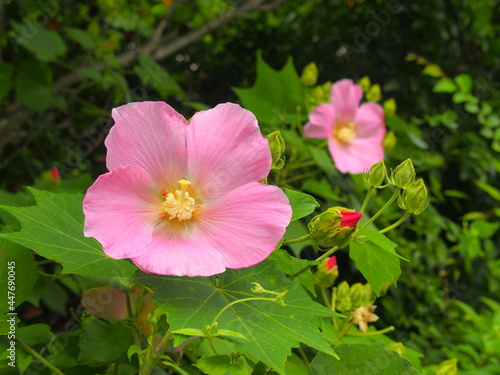 ピンクの芙蓉の花