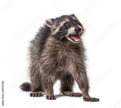 Portrait of a young raccoon mouth open. Weird expression
